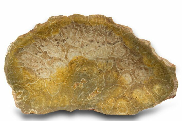Polished Fossil Coral (Actinocyathus) Dish - Morocco #323044